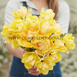 Tulipa Akebono 12/+ (x250)