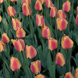 Tulipa Apeldoorn's Elite 12/+ (x250)