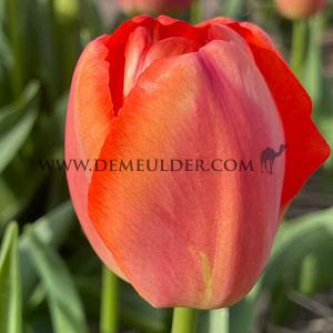 Tulipa Apricot Pride 12/+ (x250)