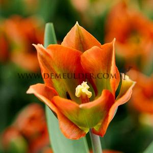 Tulipa Artist 12/+ (x250)