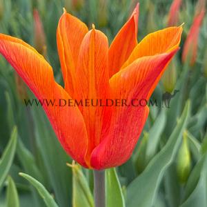 Tulipa Ballerina 12/+ (x250)