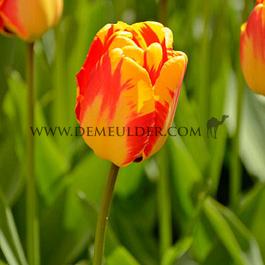 Tulipa Banja Luka 12/+ (x250)