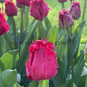 Tulipa Barbados 12/+ (x250)