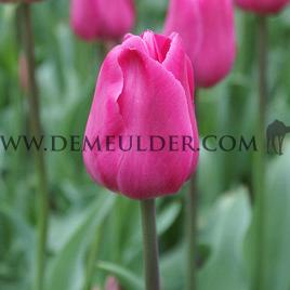 Tulipa Barcelona 12/+ (x250)