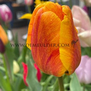 Tulipa Beauty Of Apeldoorn 12/+ (x250)
