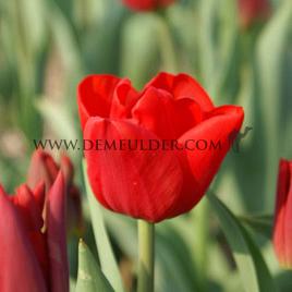 Tulipa Ben Van Zanten 12/+ (x250)