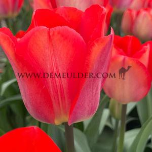 Tulipa Big Chief 12/+ (x250)
