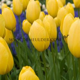 Tulipa Big Smile 12/+ (x250)