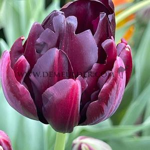 Tulipa Black Hero 12/+ (x250)