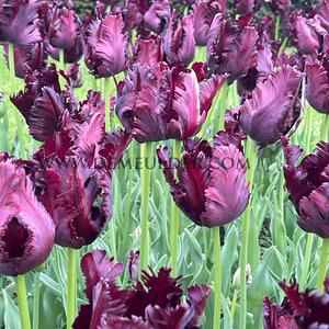 Tulipa Black Parrot 12/+ (x250)