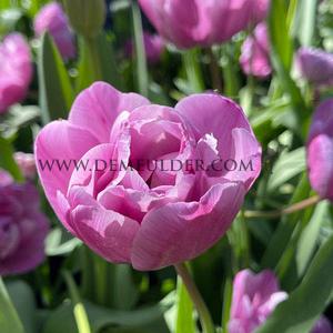 Tulipa Blue Diamond 12/+ (x250)