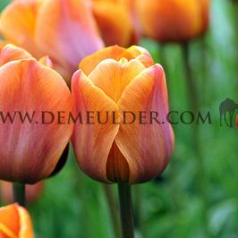 Tulipa Cairo 12/+ (x250)