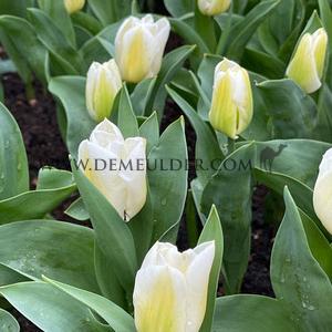 Tulipa Calgary 12/+ (x250)