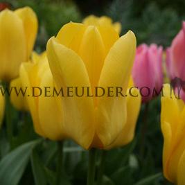 Tulipa Candela 12/+ (x250)
