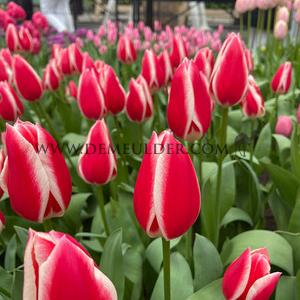 Tulipa Candy Apple Delight 12/+ (x250)
