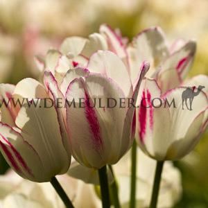 Tulipa Candy Club 12/+ (x250)
