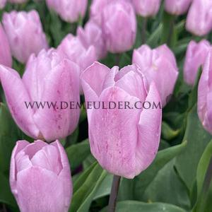Tulipa Candy Prince 12/+ (x250)