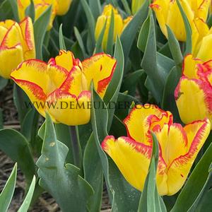 Tulipa Cape Town 12/+ (x250)