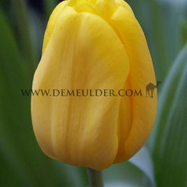Tulipa Caractere 12/+ (x250)