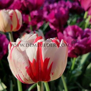 Tulipa Carnaval De Nice 12/+ (x250)