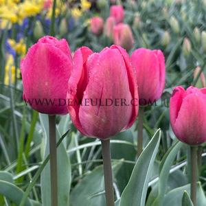 Tulipa Carola 12/+ (x250)