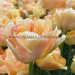 Tulipa Charming Lady 12/+ (x250)