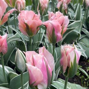 Tulipa China Town 12/+ (x250)