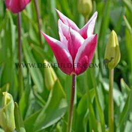 Tulipa Claudia 12/+ (x250)