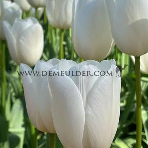 Tulipa Clearwater 12/+ (x250)