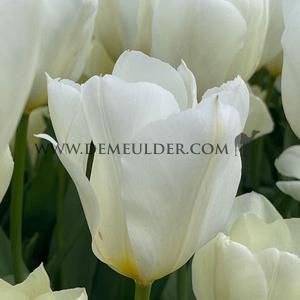 Tulipa Concerto 12/+ (x250)