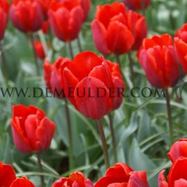 Tulipa Couleur Cardinal 12/+ (x250)