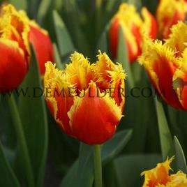 Tulipa Davenport 12/+ (x250)