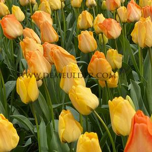 Tulipa Daydream 12/+ (x250)