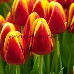 Tulipa Denmark 12/+ (x250)