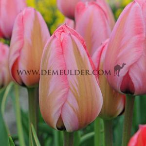Tulipa Design Impression 12/+ (x250)