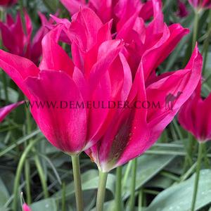 Tulipa Doll's Minuet 12/+ (x250)