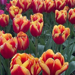 Tulipa Dow Jones 12/+ (x250)