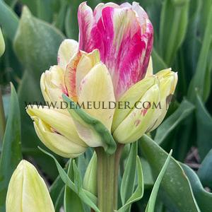Tulipa Dream Club 12/+ (x250)