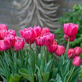 Tulipa Dream Touch 12/+ (x250)