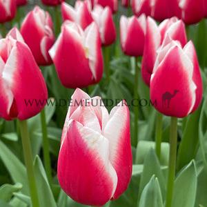 Tulipa Dutch Design 12/+ (x250)