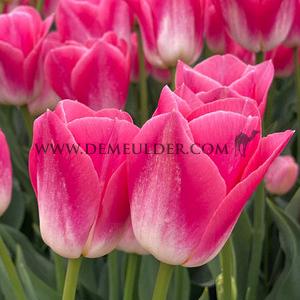 Tulipa Dynasty 12/+ (x250)