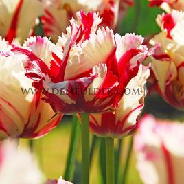 Tulipa Estella Rijnveld 12/+ (x250)