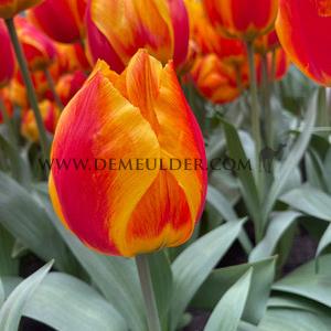 Tulipa Flair 12/+ (x250)