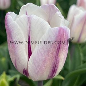 Tulipa Flaming Flag 12/+ (x250)