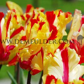 Tulipa Flaming Parrot 12/+ (x250)