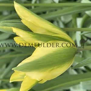 Tulipa Formosa 12/+ (x250)