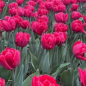 Tulipa Foxtrot 12/+ (x250)