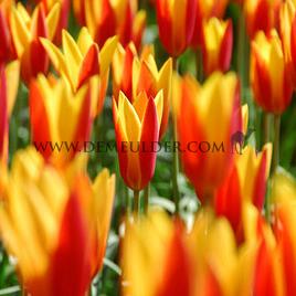 Tulipa Giuseppe Verdi 12/+ (x250)