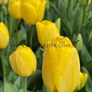 Tulipa Golden Parade 12/+ (x250)