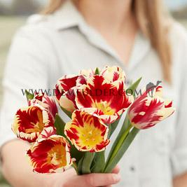Tulipa Grand Perfection 12/+ (x250)